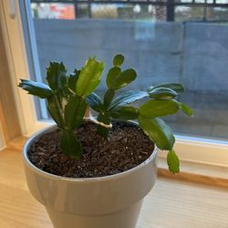 Thanksgiving  And Christmas Cactus