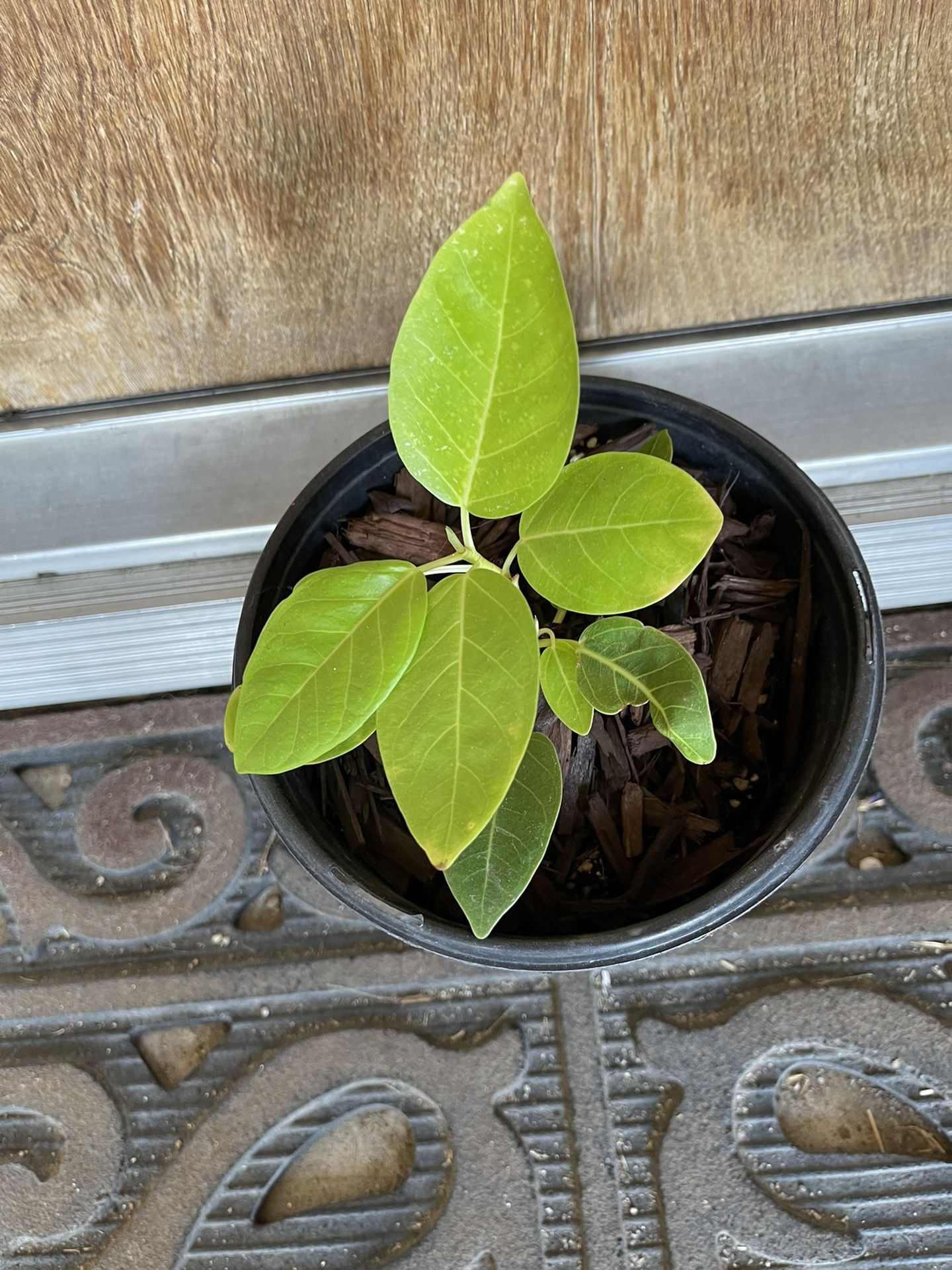 Beautiful  Juvenile  Ficus Assitima Lemon Lime Rubber Tree Plants 