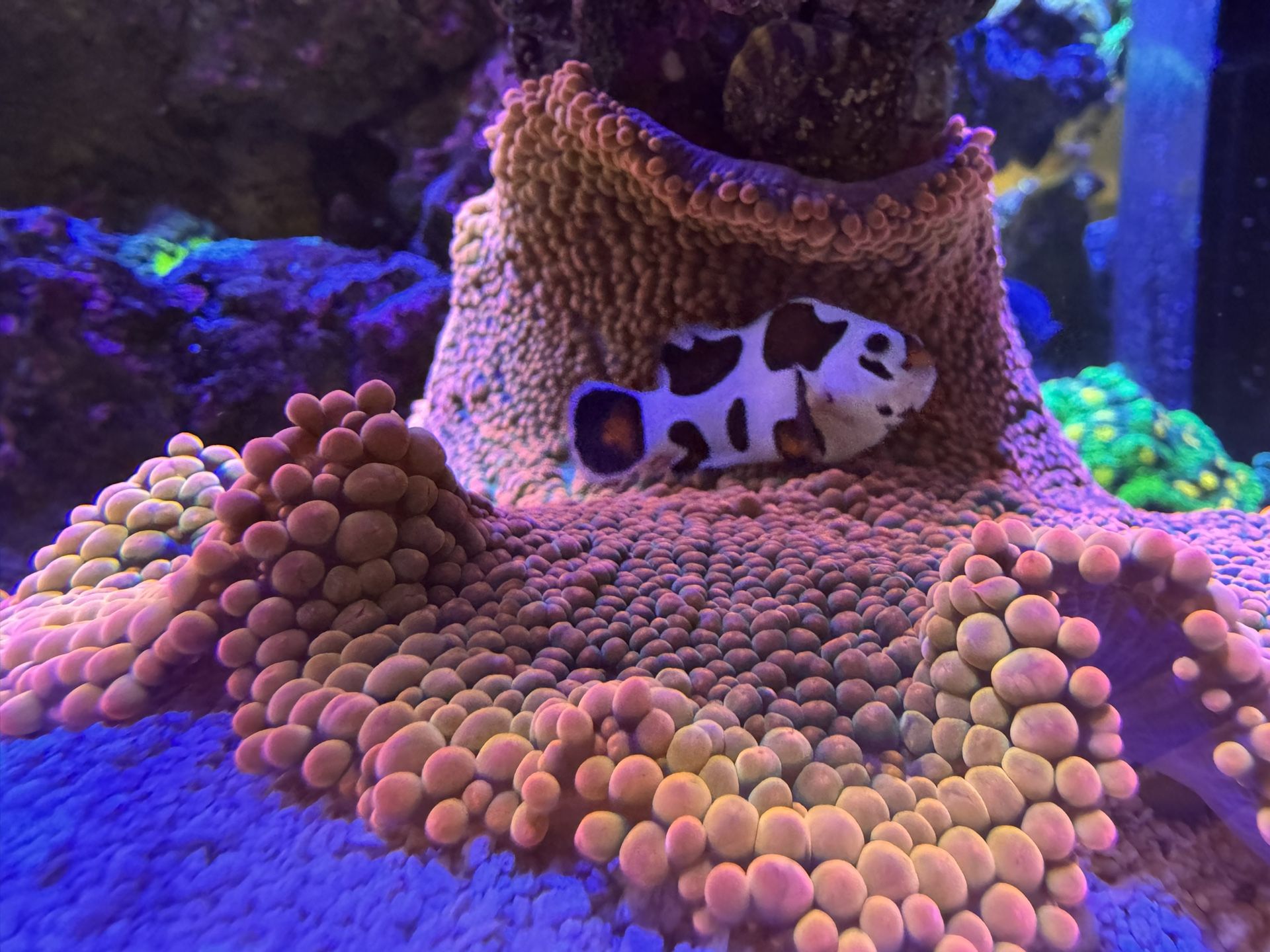 Haddoni Rainbow Carpet Anemone