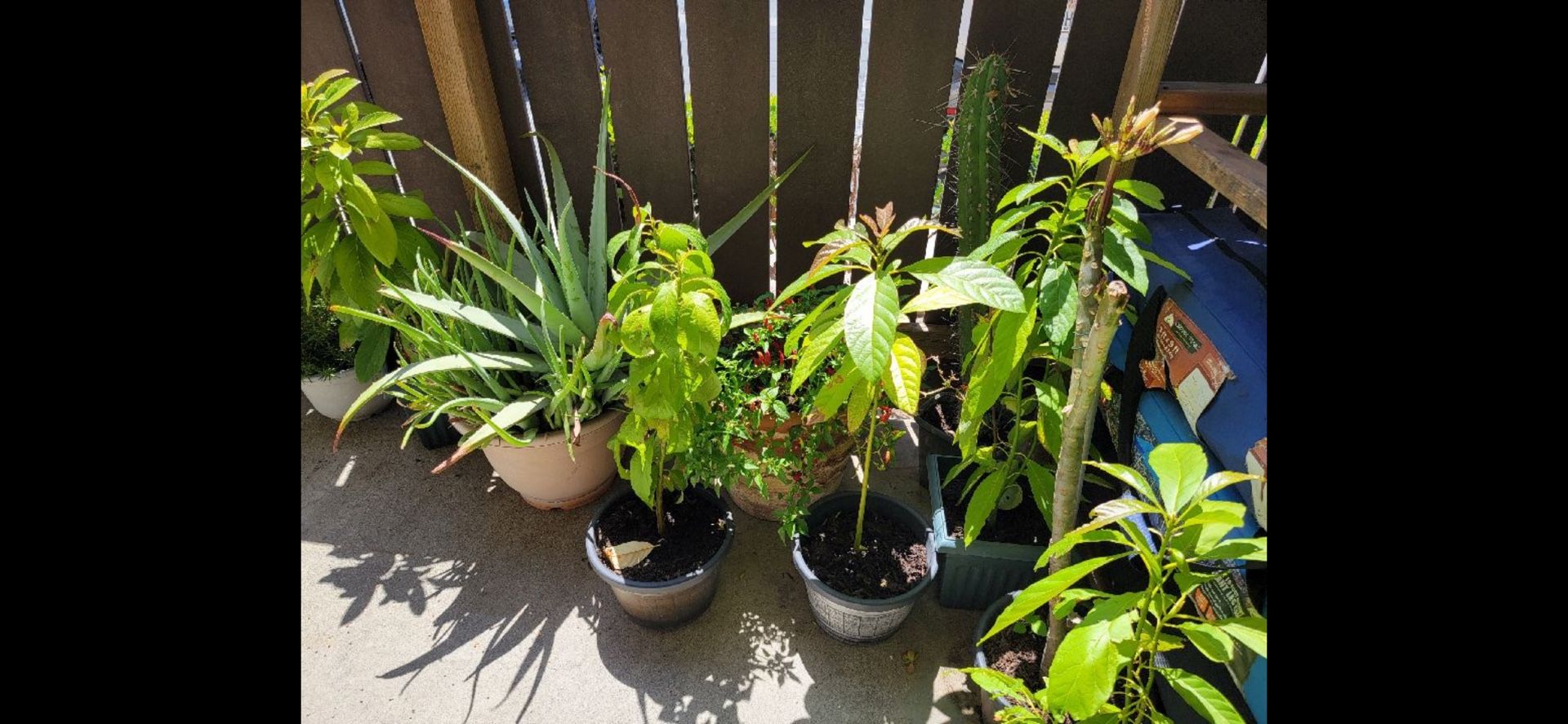 Plantas