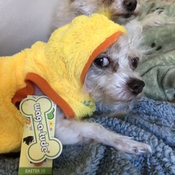 Duck ‘Dog’ Sweater Sz S NWT See Pics