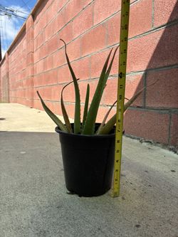 Aloe Vera Plants