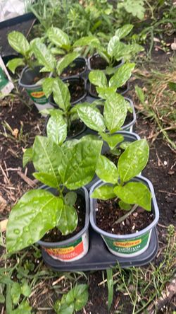 Passion fruit tree