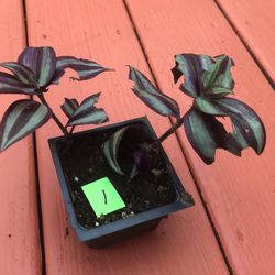 Trailing Annual Seasons Color Plan