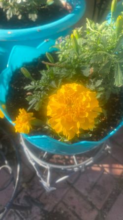 Margot’s And Purple Alusium