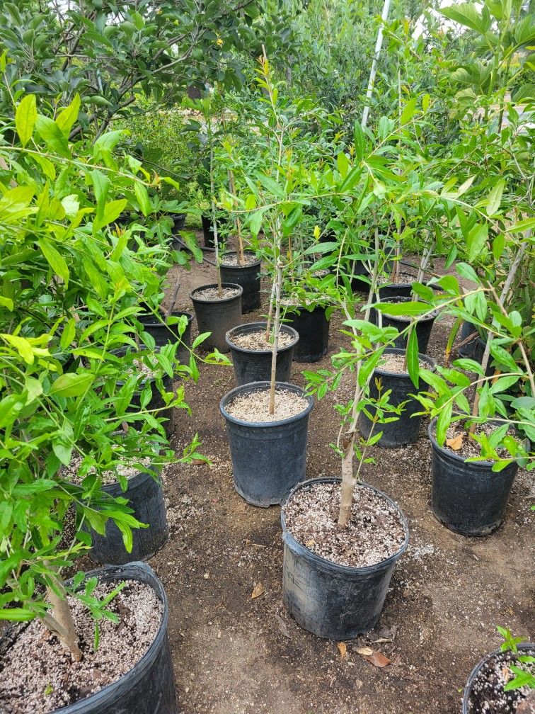 Pomegranate Tree