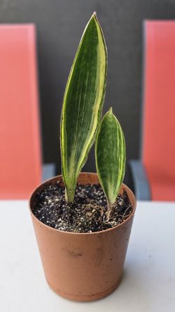 Varigated Sansevieria Whale Fin.