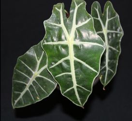 Alocasia Polly – Established Mother Plant