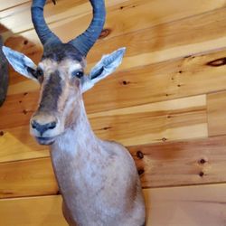 Two Hartebeest Mounts