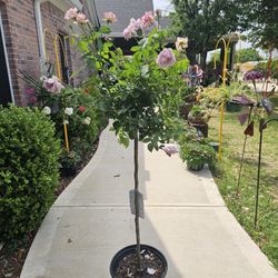 Large Tree Rose Silver Lining Plants Almost 6' Tall ARRIVE, BEAUTIFUL AND HEALTHY. $60 each