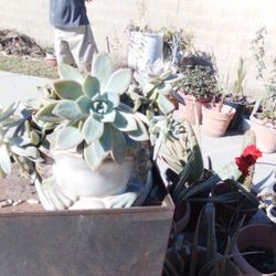 Ceramic Frog Planter/ W Succulent Plant 