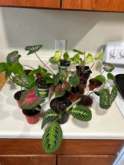 Small plant 3 for 10