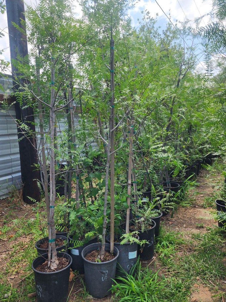 Arboles De Pirul Mexicano 3gallones 6a 7 Pies De Alto