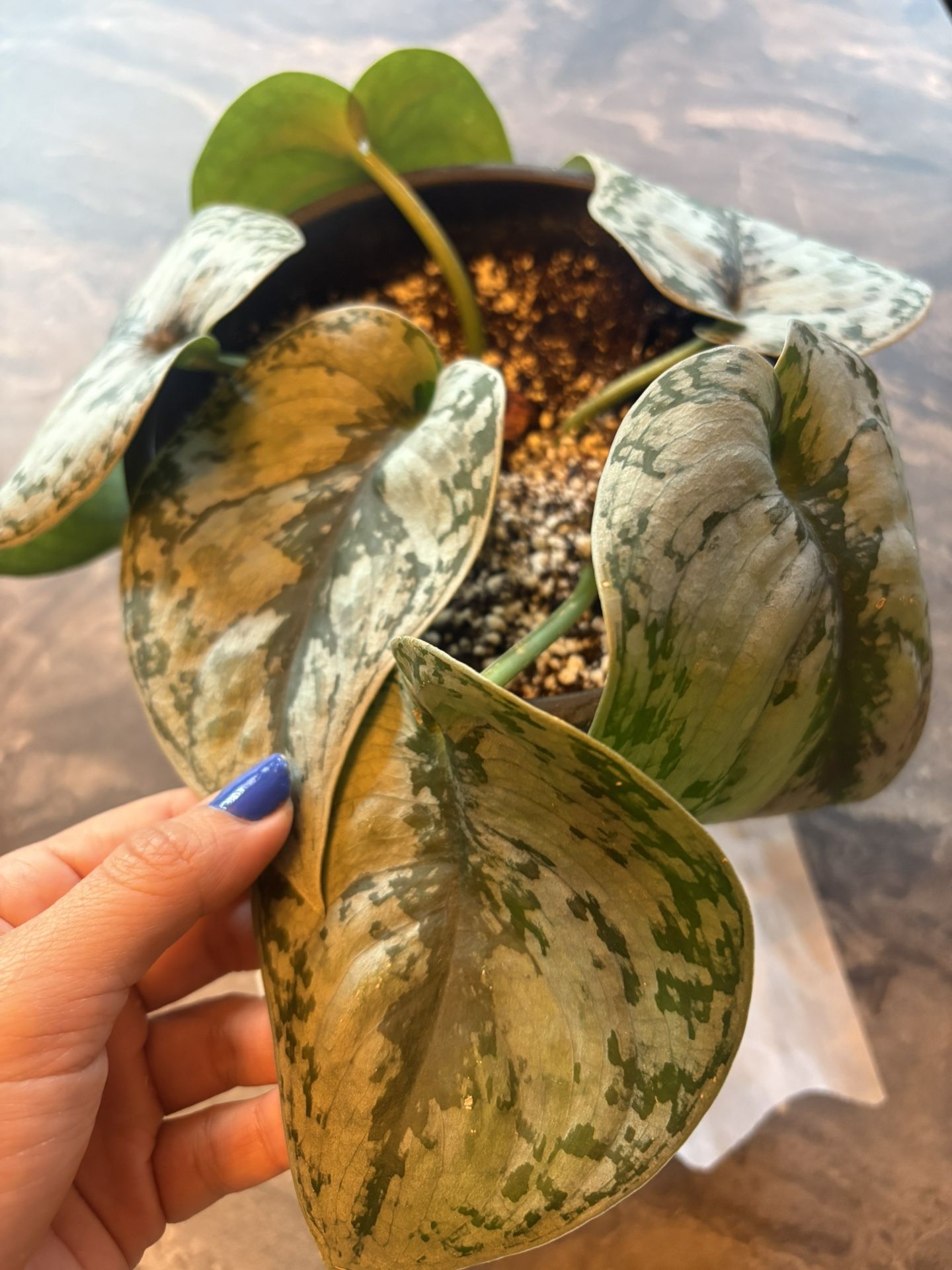 🌱 Scindapsus Picture Exotica 💜