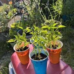 Pepper Plants