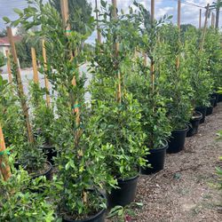 Ficus Trees