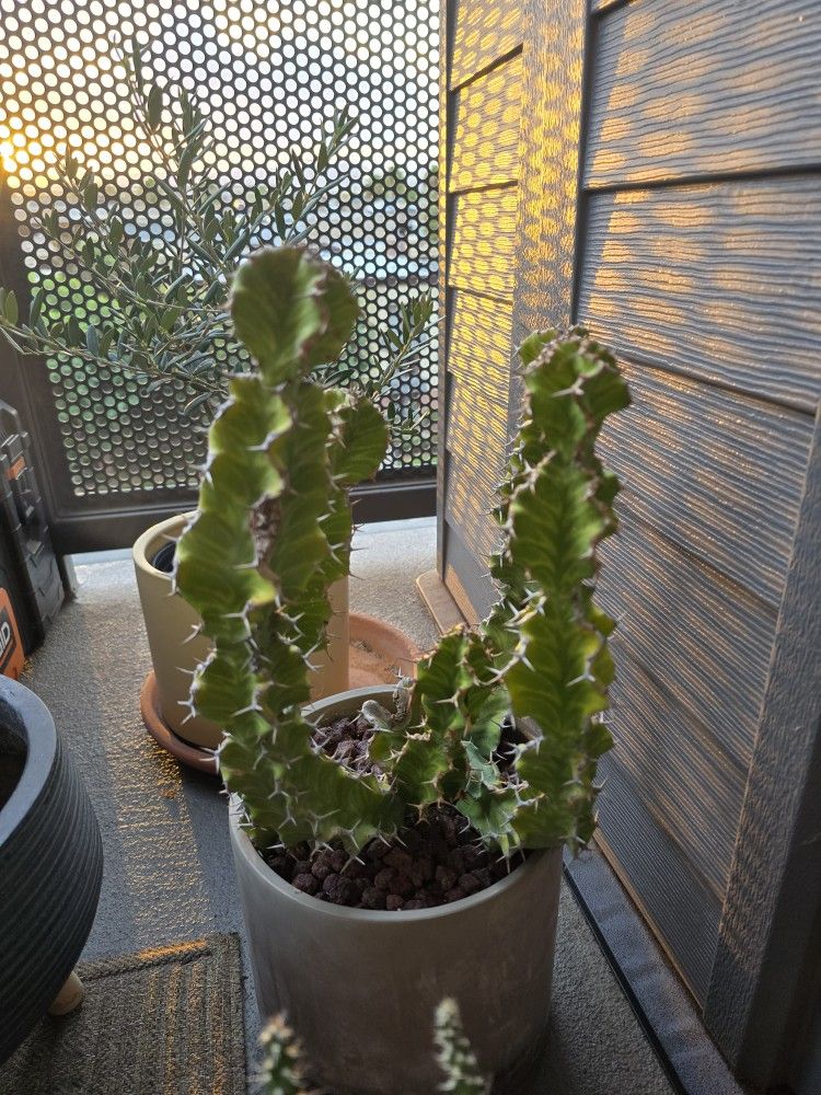 Rare Euphorbia Grandicornis AKA Cow Horn Cactus