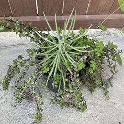 Big Succulents Plants Home Grown Easy Care