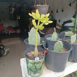 Catus Succulent Plant Clipping Planted In Pots $1 Each 