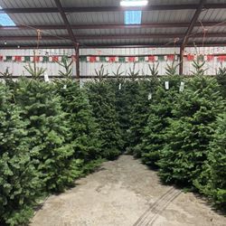 Christmas Tree Delivery & Setup