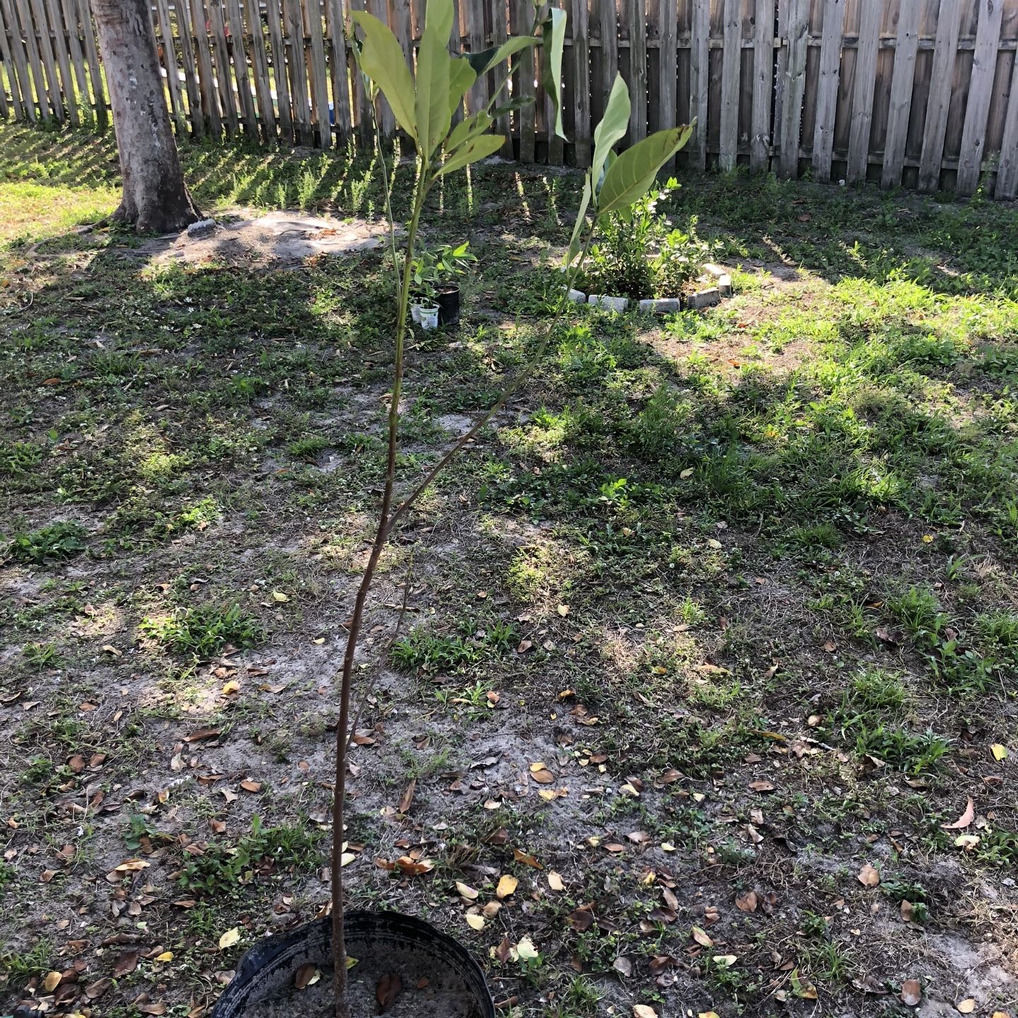 Jackfruit Tree