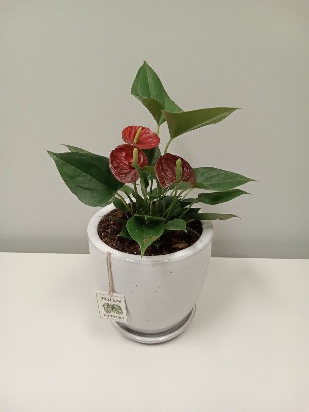 Potted Anthurium - House Plant