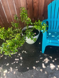 Large plant in modern pot