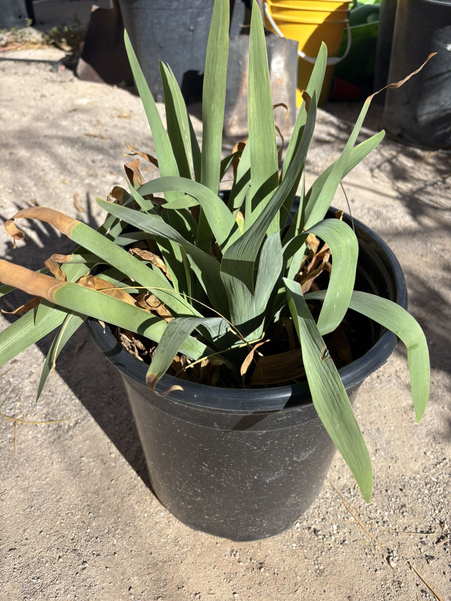 White Iris Flower Bush Hardy Beautiful Flowers In Spring