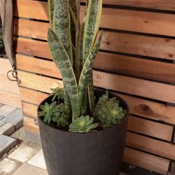 Tall Planter w/ Snake plant and Echeveria Succulents 