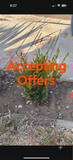 Japanese boxwood shrub
