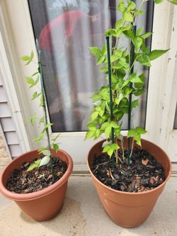 Cumberland Black Raspberry plants