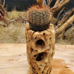 Cholla Branch Cactus Holder W/ Cactus