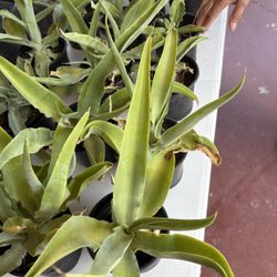 Green And Purple Succulents Flowers 