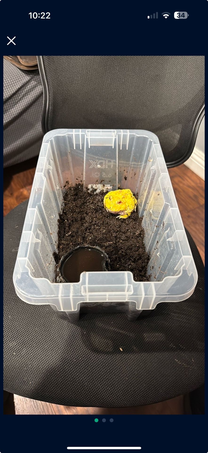 Small PAC-MAN Frog Enclosure