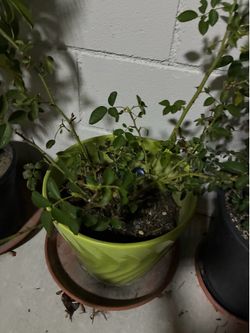 Three plans with ceramic pot only $9.99 each