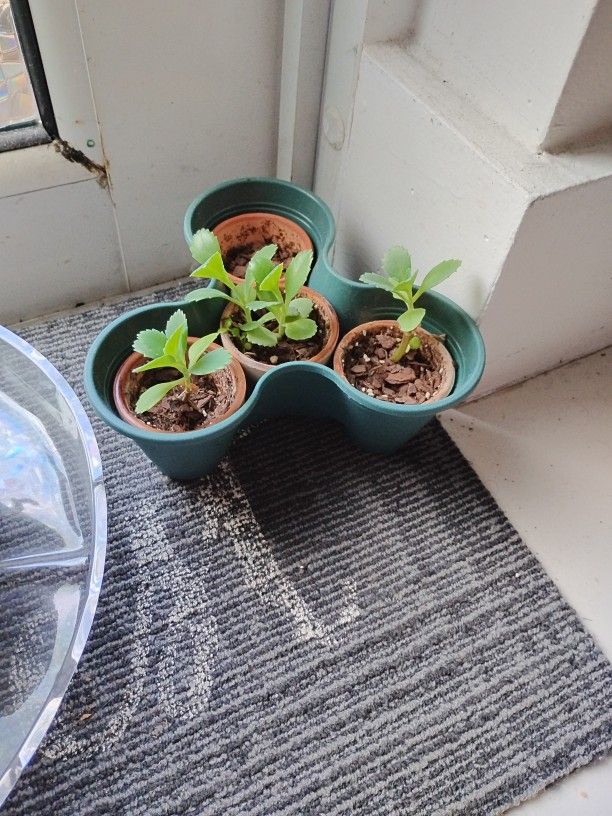 Set Of 3 Little Succulent Plants For $5