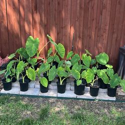 Elephant Ears…. Gigantic
