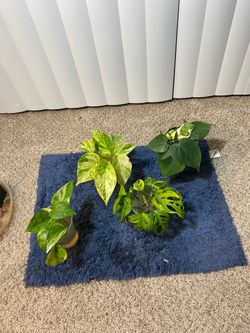 Potho cuttings