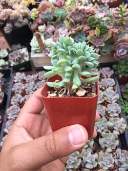 2” Succulent