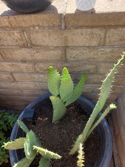 Beaver Tail Cactus Paddle