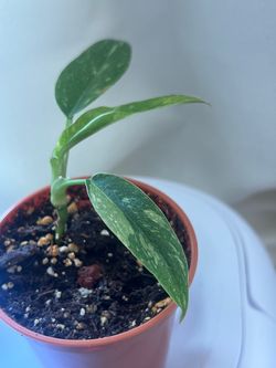 Philodendron ring of fire plant