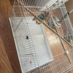 Bird Cage 