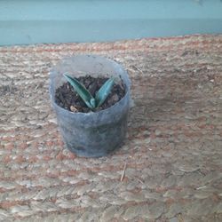 Blue Agave