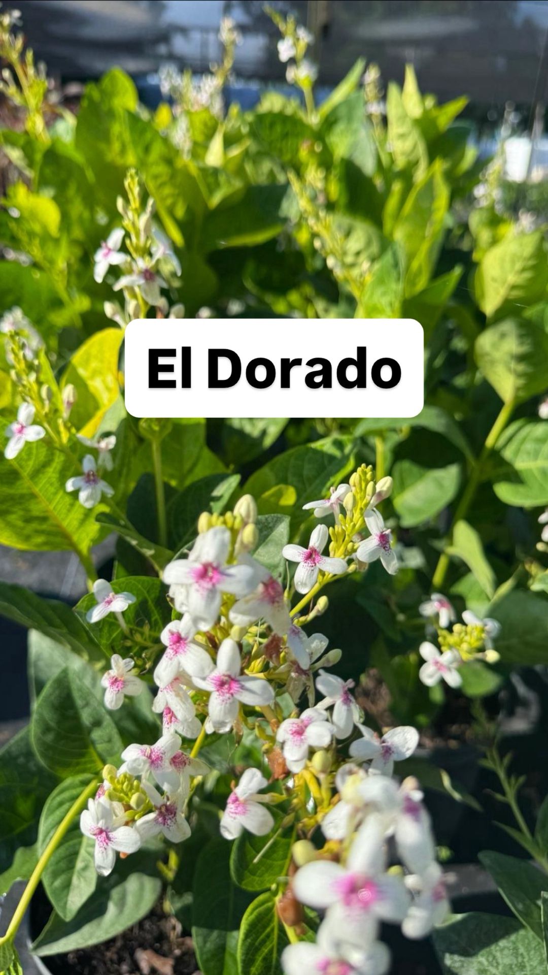 🤍 Plant: El Dorado (White Flower)