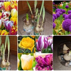 Tulips-daffodil and allium bulbs growing in water. Each glass pot$5-$15