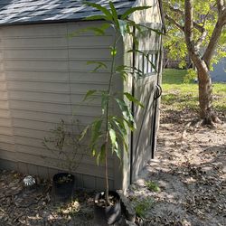 6’ Mango Tree in Pot