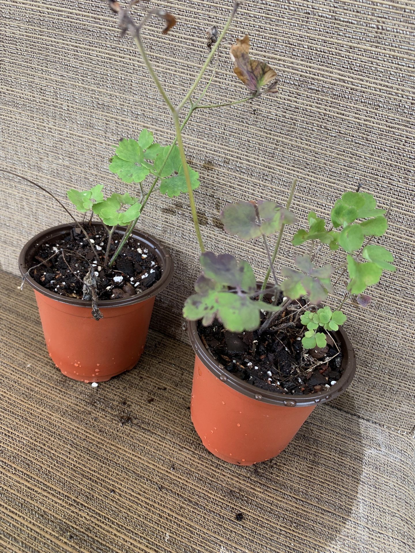 Two Small Pots Columbine Flowers, Perennial Comes Back Every Year, Easy Care, Full Sun To Partial, Two Color Blooms