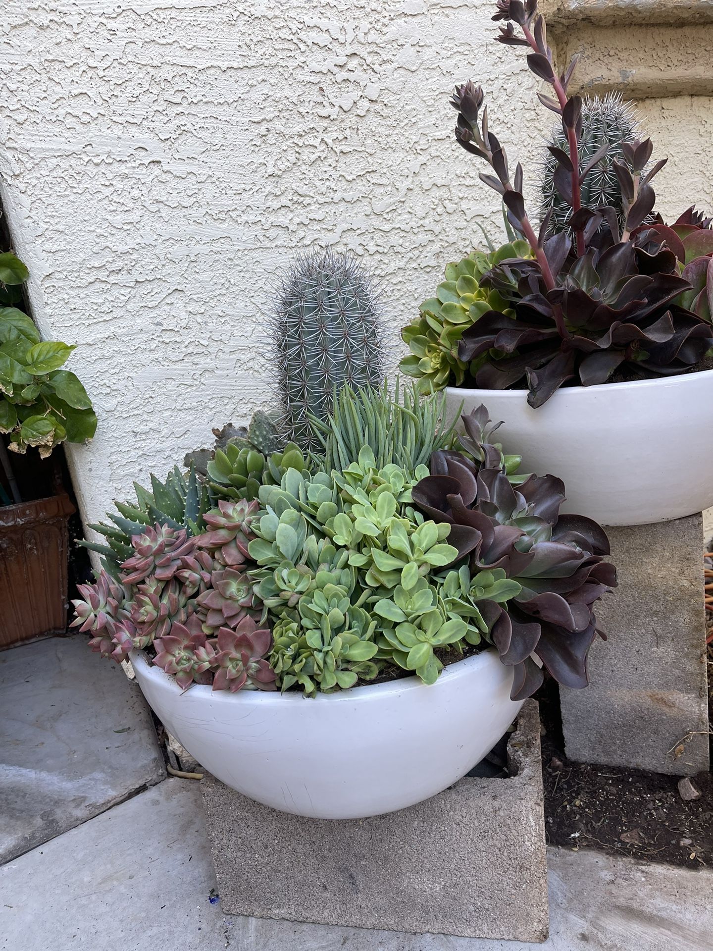 White Ceramic Low Bowl Pots/succulents 