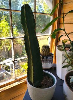 chocolate drop euphorbia cactus and ceramic flowerpot