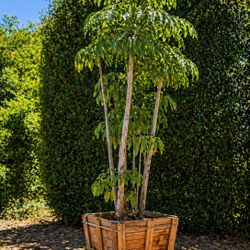 🌳 Large Umbrella Tree (Schefflera) – Mature, 15 Years Old
